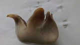 Sarcosphaera crassa image