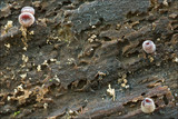 Ascocoryne cylichnium image