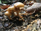 Kuehneromyces marginellus image