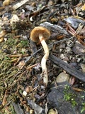 Kuehneromyces marginellus image