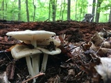 Megacollybia rodmanii image