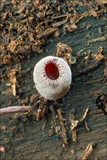 Ascocoryne cylichnium image