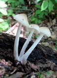 Mycena niveipes image