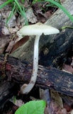 Mycena niveipes image