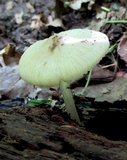 Mycena niveipes image