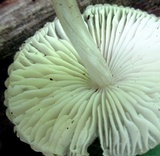 Mycena niveipes image
