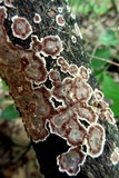 Peniophora albobadia image