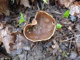 Disciotis venosa image