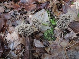 Morchella prava image