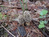 Morchella prava image
