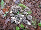 Morchella prava image