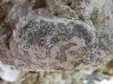 Lecanographa grumulosa image