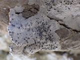 Lecanographa grumulosa image
