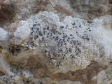 Lecanographa grumulosa image