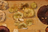 Russula aeruginea image