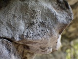Lecanographa grumulosa image