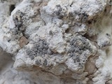Lecanographa grumulosa image