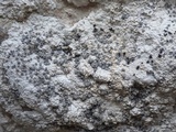 Lecanographa grumulosa image