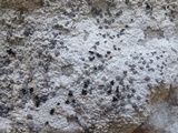 Lecanographa grumulosa image