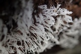 Ceratiomyxa fruticulosa var. fruticulosa image