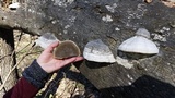 Fomes excavatus image