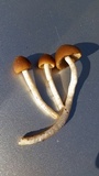 Psathyrella atrospora image