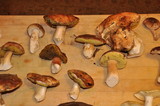 Boletus regineus image
