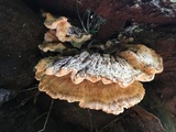 Laetiporus persicinus image