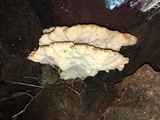 Laetiporus persicinus image