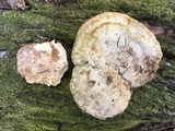 Laetiporus persicinus image