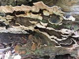 Xylobolus subpileatus image