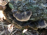 Xylobolus subpileatus image