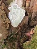 Cryptothecia striata image