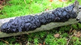 Exidia nigricans image