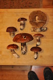 Leccinum manzanitae image