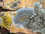 Caloplaca cerina image