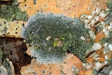 Caloplaca cerina image