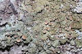 Parmelina coleae image