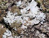 Parmelina coleae image