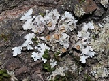 Parmelina coleae image