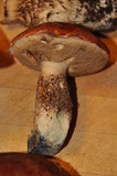 Leccinum manzanitae image