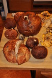Leccinum manzanitae image