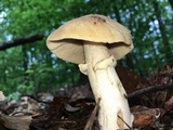 Cortinarius caperatus image