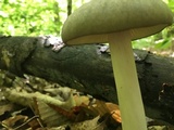 Megacollybia rodmanii image