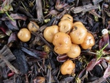 Kuehneromyces marginellus image