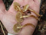 Kuehneromyces marginellus image