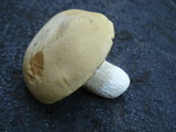 Boletus variipes image