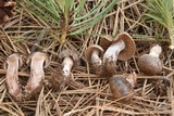 Cortinarius vernus image