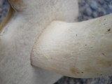 Boletus variipes image
