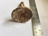 Amanita protecta image